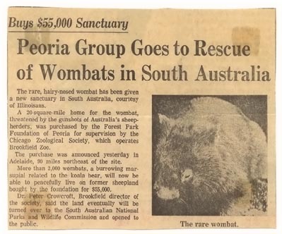 Australian Wombats